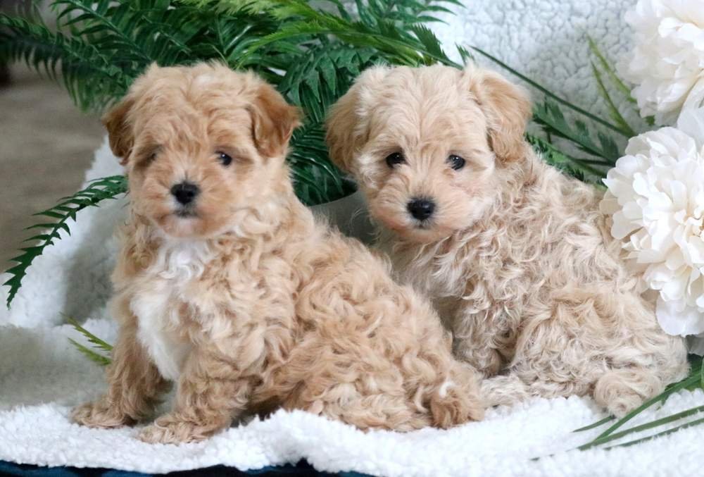 Maltipoo-Puppies